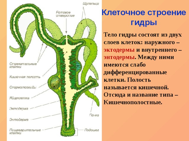 Новый сайт kraken