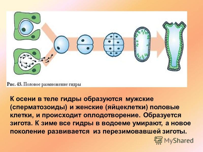 Кракен про v2